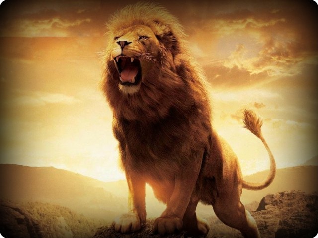 male-lion-roar-wallpaper