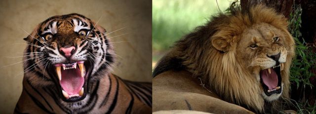 Tiger & Lion Roaring - 640 x 231